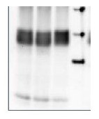 PsbA | D1 protein of PSII, phosphorylated in the group Antibodies Plant/Algal / Global Antibodies at Agrisera AB (Antibodies for research) (AS13 2669)